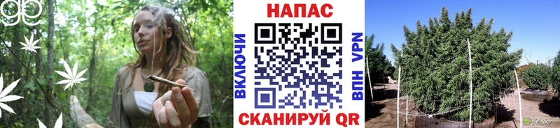 цены   Анапа  Каннабис сатива 